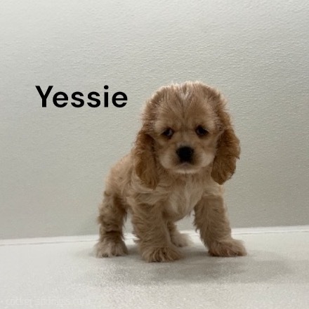 puppy, for, sale, Cocker Spaniel, Joe & Cherri  Overlease, dog, breeder, Miller, MO, dog-breeder, puppy-for-sale, forsale, nearby, find, puppyfind, locator, puppylocator, aca